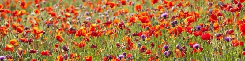 Akos Polster, photo 2