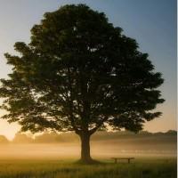 Daniel Teik, photo 2