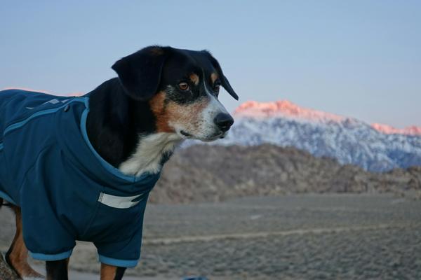 Cecchi MacNaughton, photo 1