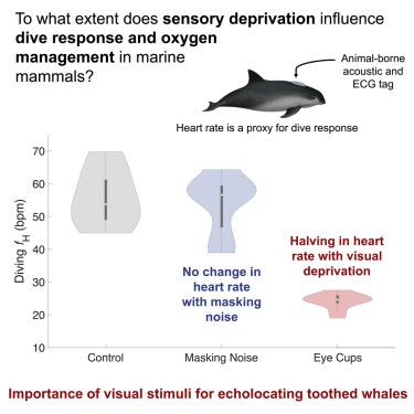 Perin Levine, photo 1