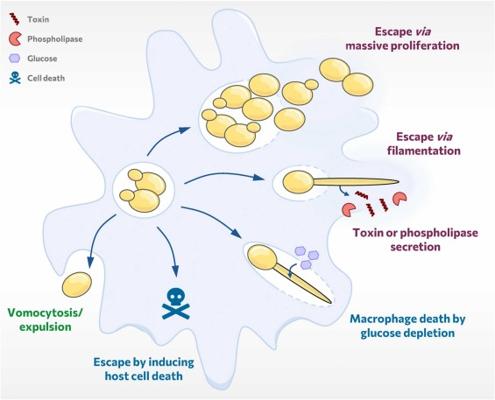 Edward Pellon, photo 1