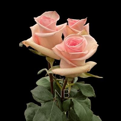 Sophie Rose, photo 2