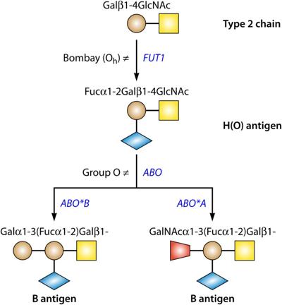 Shae Chhugani, photo 1