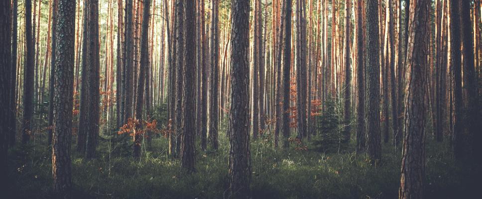 🌳  Ilias Bartolini 🌳, photo 1