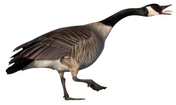 Gail Devins, photo 1