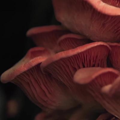 Simone Vergis, photo 2