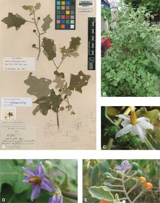 Lucas E. Roemer, photo 1