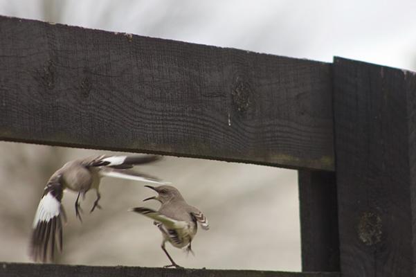 Robbie Telfer, photo 1