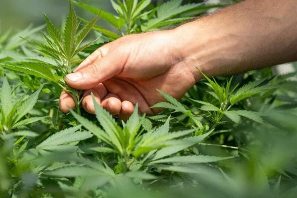 Renee Cotsis, photo 2