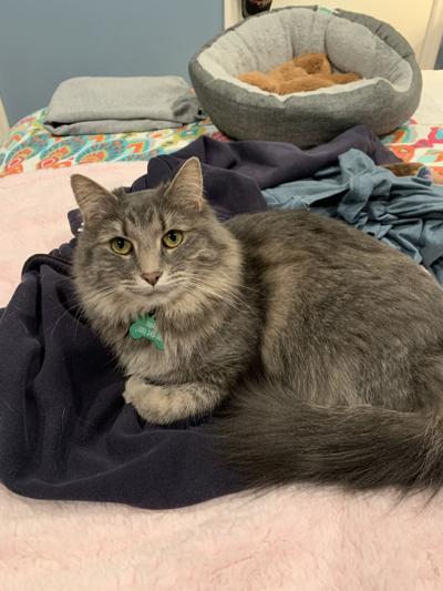 𝑀𝒾𝓈𝒽𝒶 𝐻𝒶𝓃𝒾𝓃, photo 2