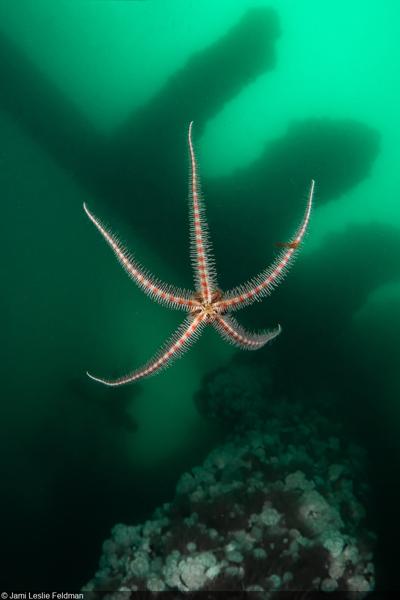 Jami Leslie, photo 2