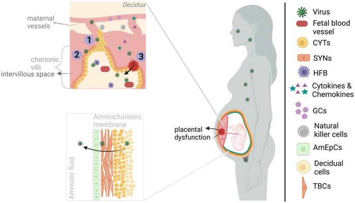 Nancy Arruda, photo 1