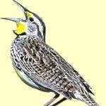 Jonathan Sevy, photo 2