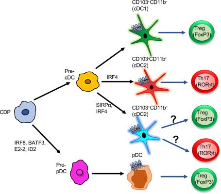 Deena Farber, photo 2