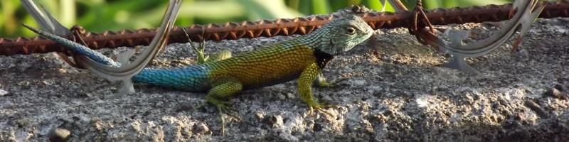 Alicia Reyes, photo 2