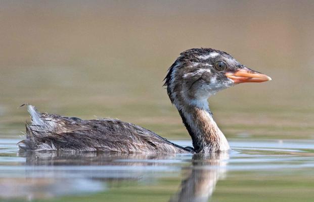 Neel Sureja, photo 2