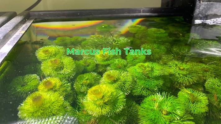 Grevace Tambatamba, photo 2