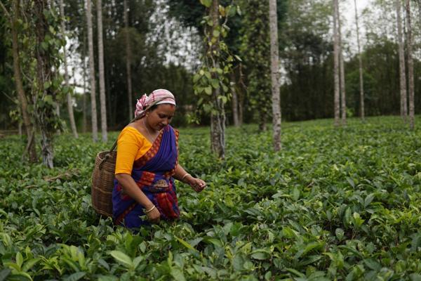 Jean-Philippe de Schrevel, photo 2