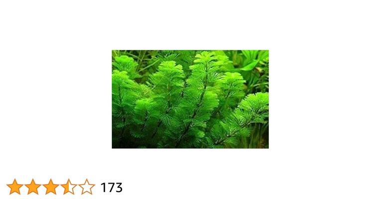 Grevace Tambatamba, photo 1