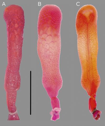 Praveen Singalla, photo 1