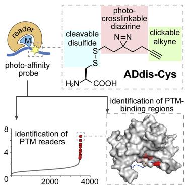 Gracie Arrowsmith, photo 1