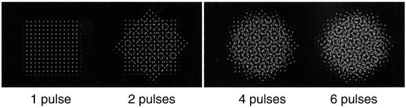 Masha Vyazemskaya, photo 1