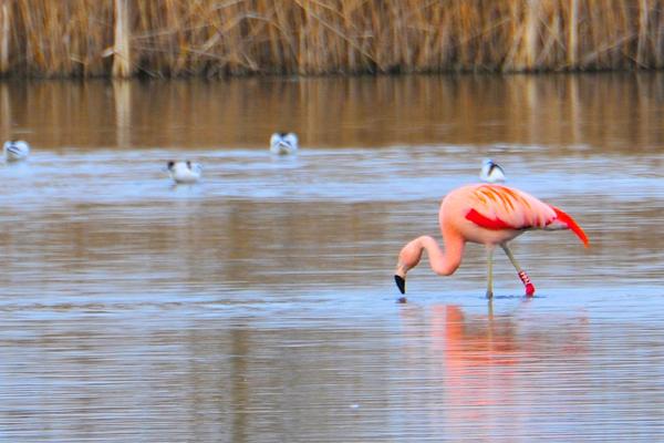 Theo van der Meijs, photo 1