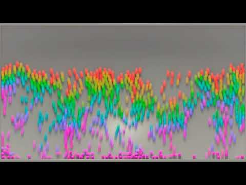 Vicman Calara, photo 2