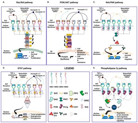 Todd Toffoli, photo 2