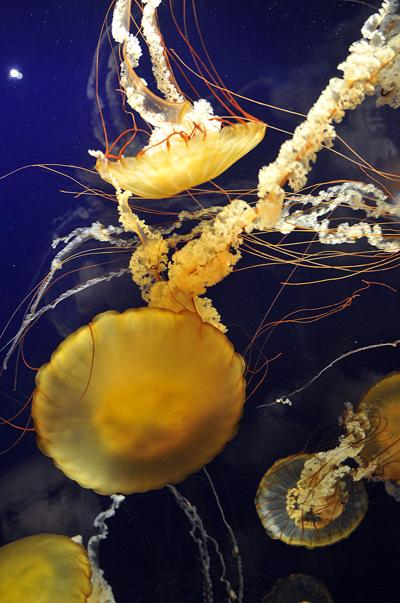 Sloane MacDonald, photo 2