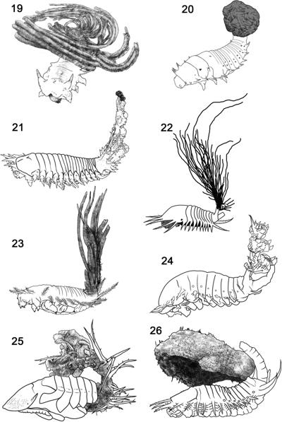 Adrien Bouchard, photo 1