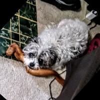 William Reedy, photo 2