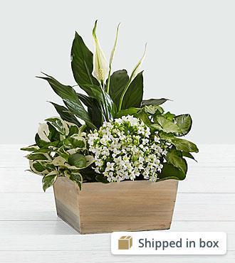 William Stillinger, photo 1