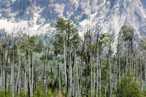 Quad Quadland, photo 2