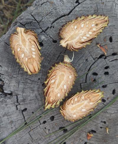 Adelina Prentice, photo 1