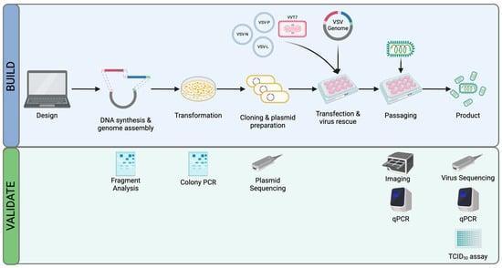 Peter Weijmarshausen, photo 2