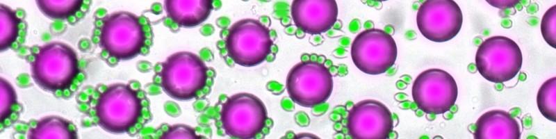 Walker McHugh, photo 2