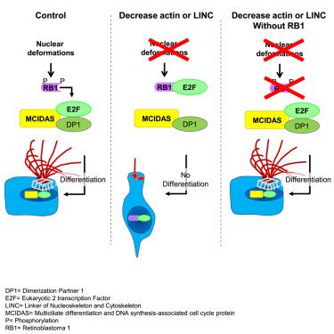 Mitchell Baier, photo 1
