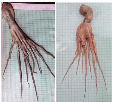 Pragash Uthayakumar, photo 2