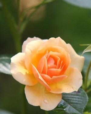 Sherrie Hogan, photo 1