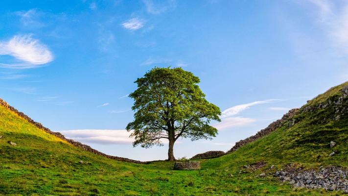 Jonny Trees, photo 1