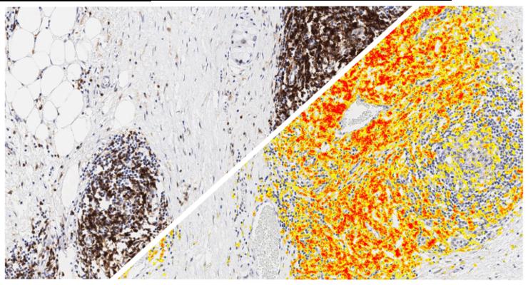 Florent Muller, photo 1