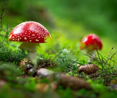 Pablo Zuanic, photo 2