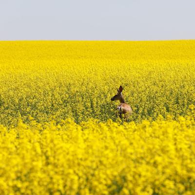 Cullen Schaar, photo 2