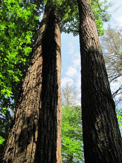 Carson Messer, photo 1