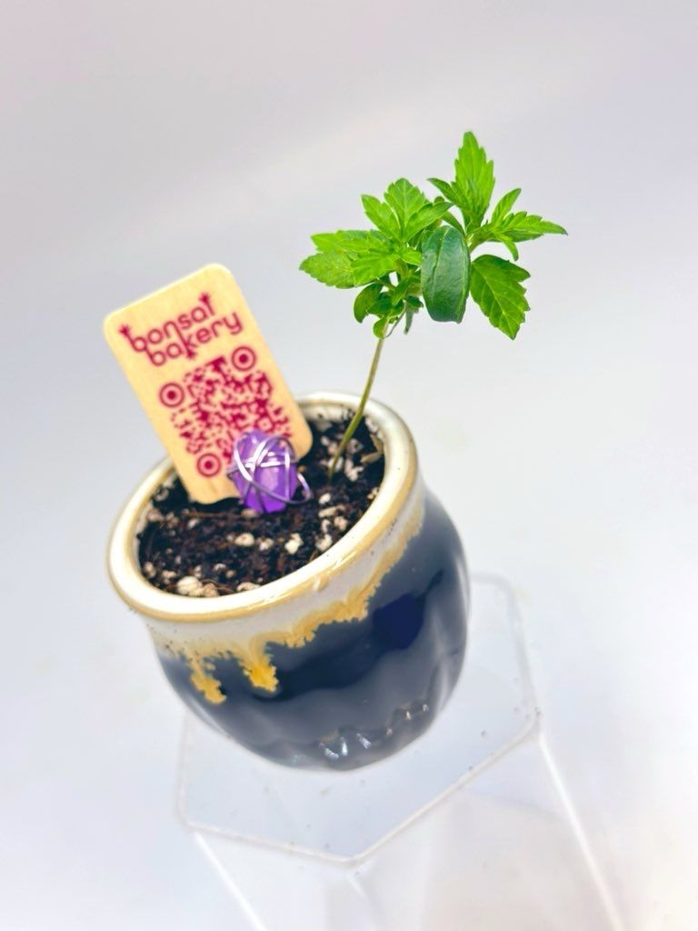 Sometimes you just need to keep things small. 🌱